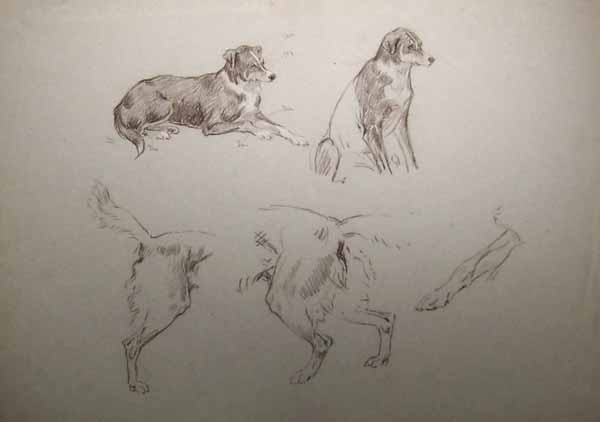 Five studies of a grey and tan dog